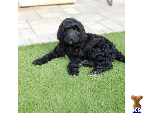 Goldendoodles puppy for sale