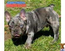 french bulldog puppy posted by dreamteampuppies