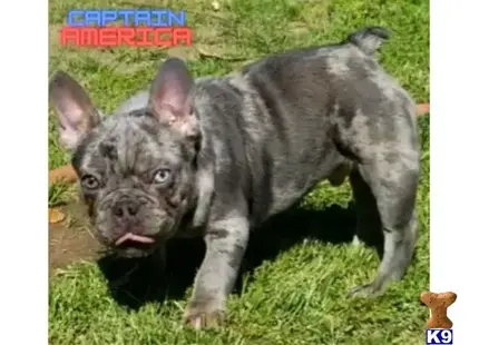 a french bulldog dog standing on grass