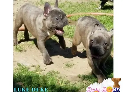 a french bulldog dog and a french bulldog dog standing on dirt