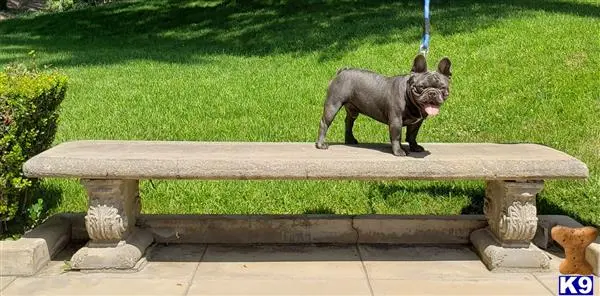 French Bulldog stud dog: a french bulldog dog standing on a bench