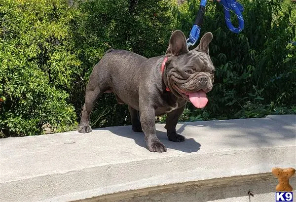 French Bulldog stud dog: a french bulldog dog with a leash