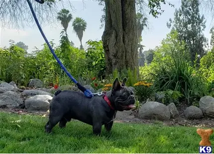 French Bulldog stud dog: a french bulldog dog on a leash