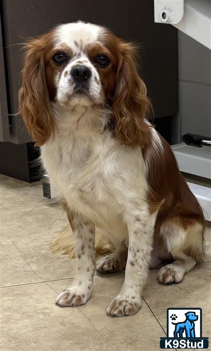a cavalier king charles spaniel dog sitting on the floor