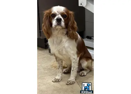 a cavalier king charles spaniel dog sitting on the floor