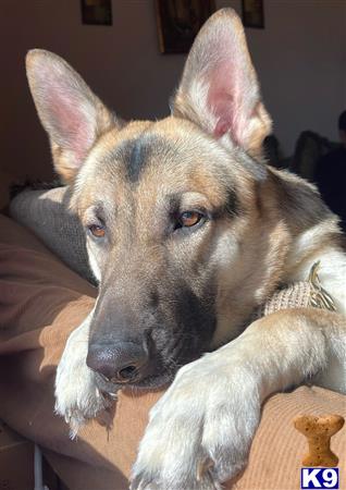 a german shepherd dog with a human hand