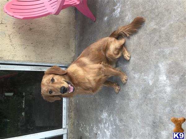 Golden Retriever dog