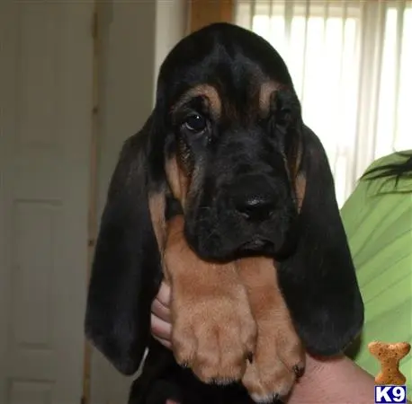 Bloodhound puppy for sale