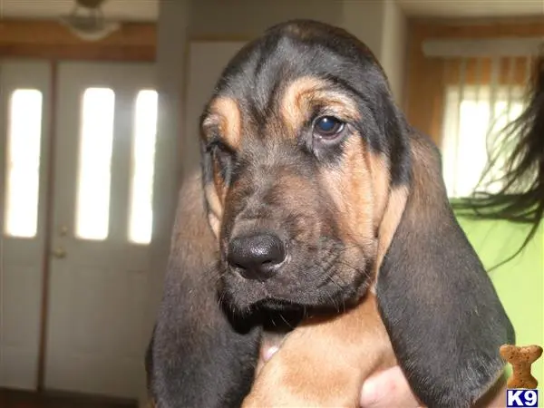 Bloodhound puppy for sale