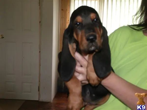 Bloodhound puppy for sale