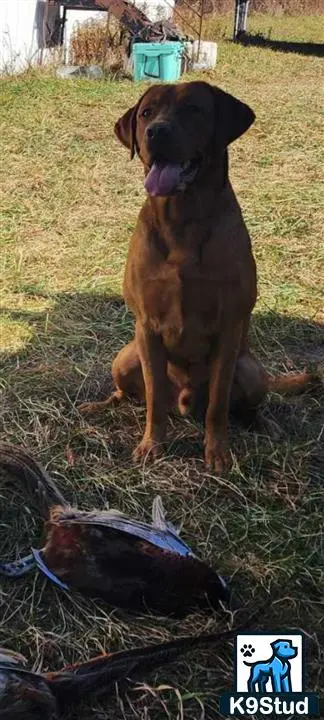 Labrador Retriever stud dog: Chocolate Labrador Retriever sitting beside a bird in a grassy field
