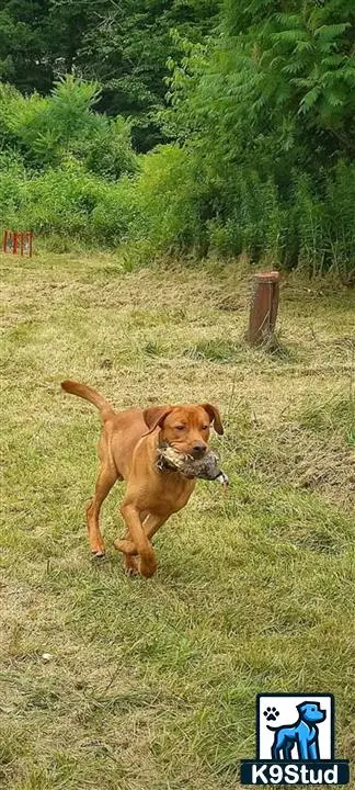 Labrador Retriever stud dog: Labrador Retriever running with a toy in a grassy field