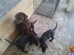 labrador retriever puppy posted by drkent3