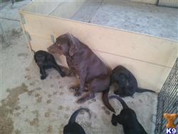 labrador retriever puppy posted by drkent3