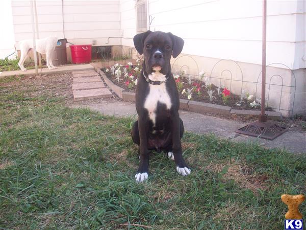 Boxer stud dog