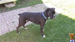 Boxer stud dog: Brindle Boxer standing on grass with a blue collar