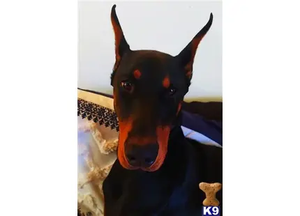 Doberman Pinscher