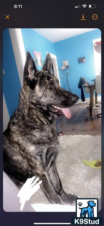 a german shepherd dog sitting on the floor