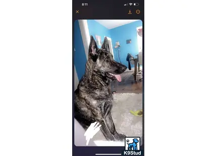 German Shepherd