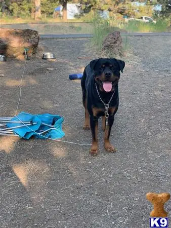 Rottweiler stud dog