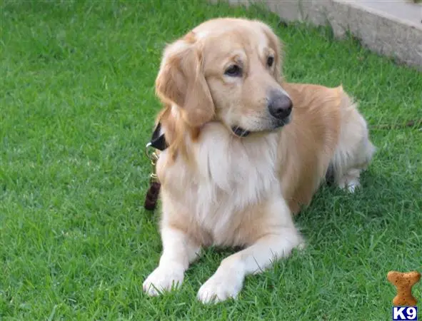 Golden Retriever stud dog