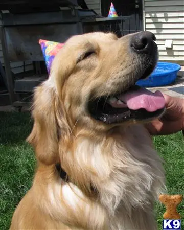 Golden Retriever stud dog