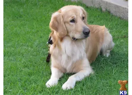 Golden Retriever