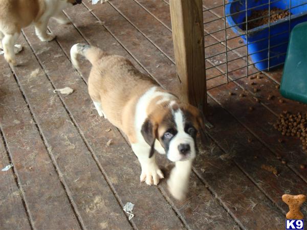 Saint Bernard dog