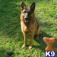 a german shepherd dog standing on grass