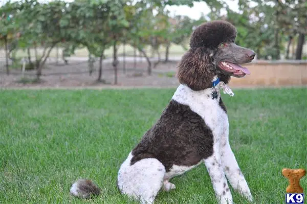 Poodle stud dog