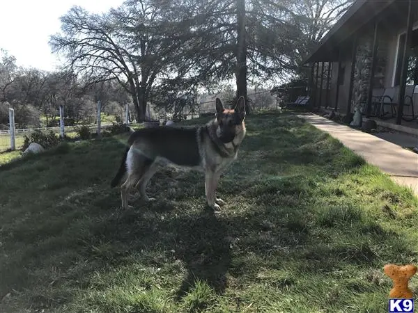 German Shepherd stud dog