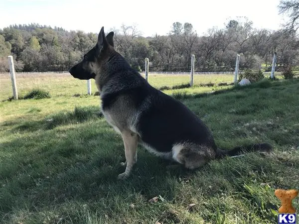 German Shepherd stud dog