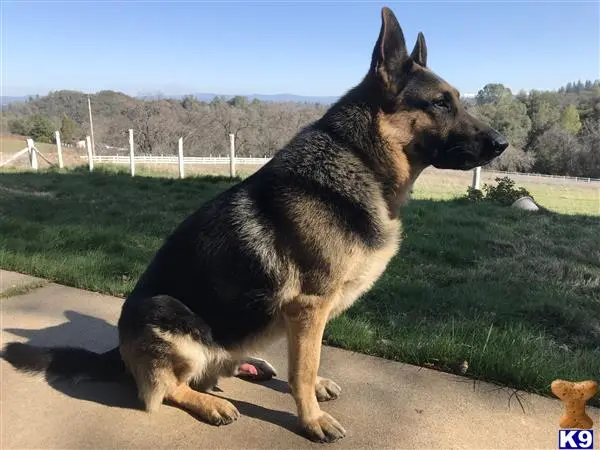 German Shepherd stud dog