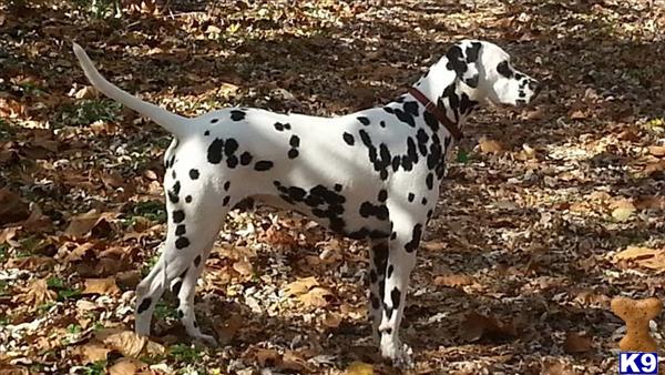 Dalmatian stud dog