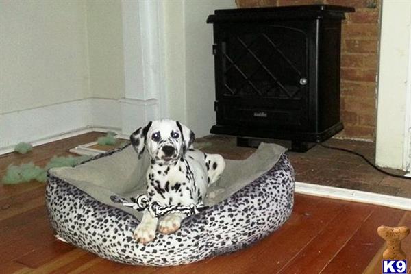 Dalmatian stud dog