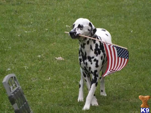 Dalmatian stud dog