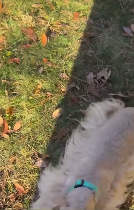 Miniature Schnauzer stud dog: Error: Operation returned an invalid status code BadRequest<br/>Stack Trace:    at Microsoft.Azure.CognitiveServices.Vision.ComputerVision.ComputerVisionClient.<DescribeImageInStreamWithHttpMessagesAsync>d__41.MoveNext()
--- End of stack t