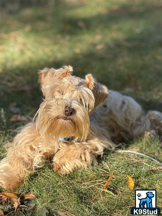 two miniature schnauzer dogs lying on grass