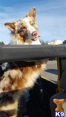 Australian Shepherd stud dog