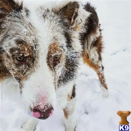 Australian Shepherd stud dog