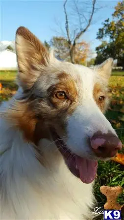 Australian Shepherd stud dog