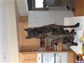 Dutch Shepherd stud dog: Brindle Dutch Shepherd standing on a kitchen counter