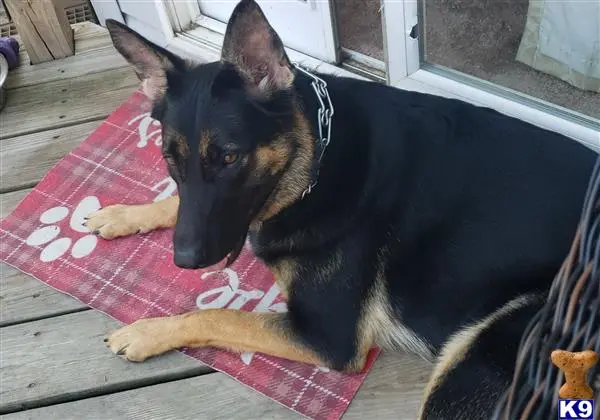 German Shepherd female dog