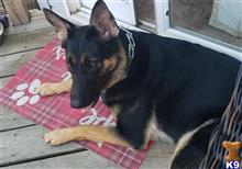 Female Dogs Looking For A Stud