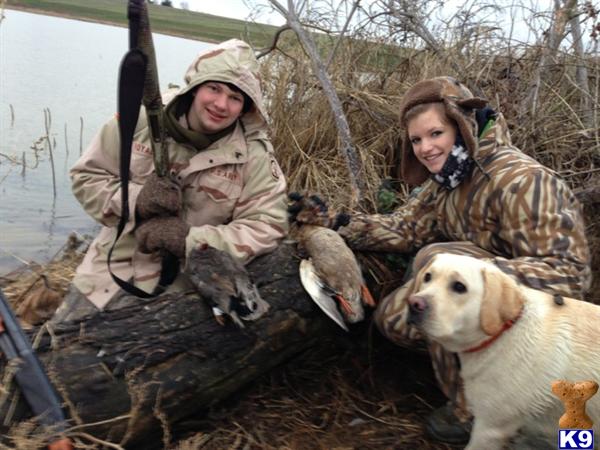 Labrador Retriever stud dog