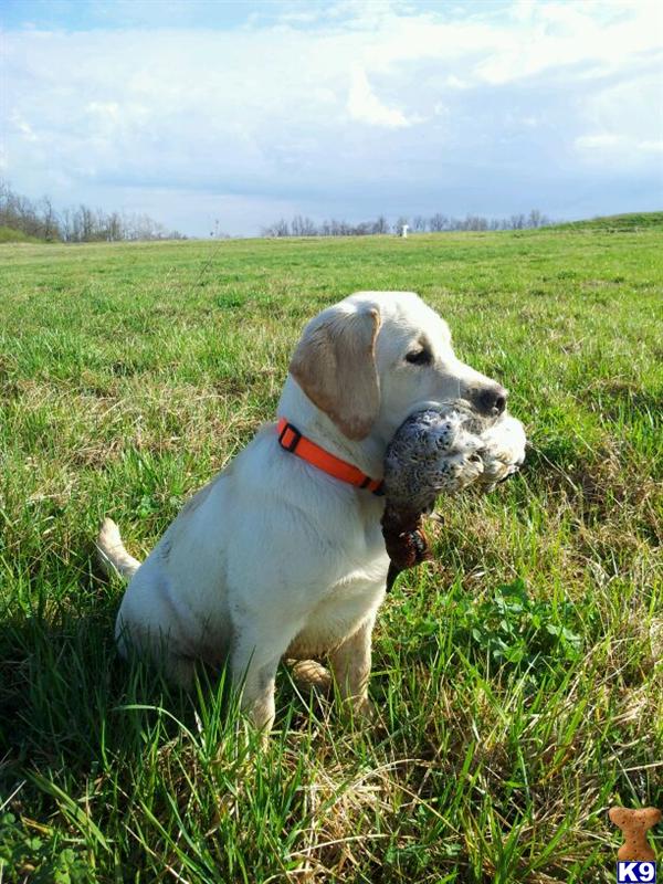 Labrador Retriever stud dog