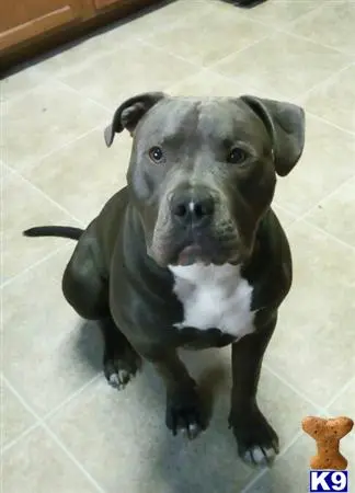 American Bully stud dog