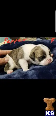 Bulldog puppy for sale