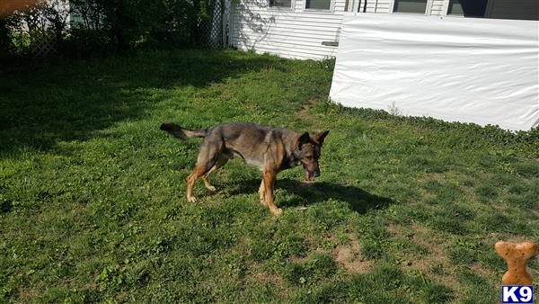 a german shepherd dog running in a yard