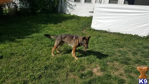 German Shepherd stud dog